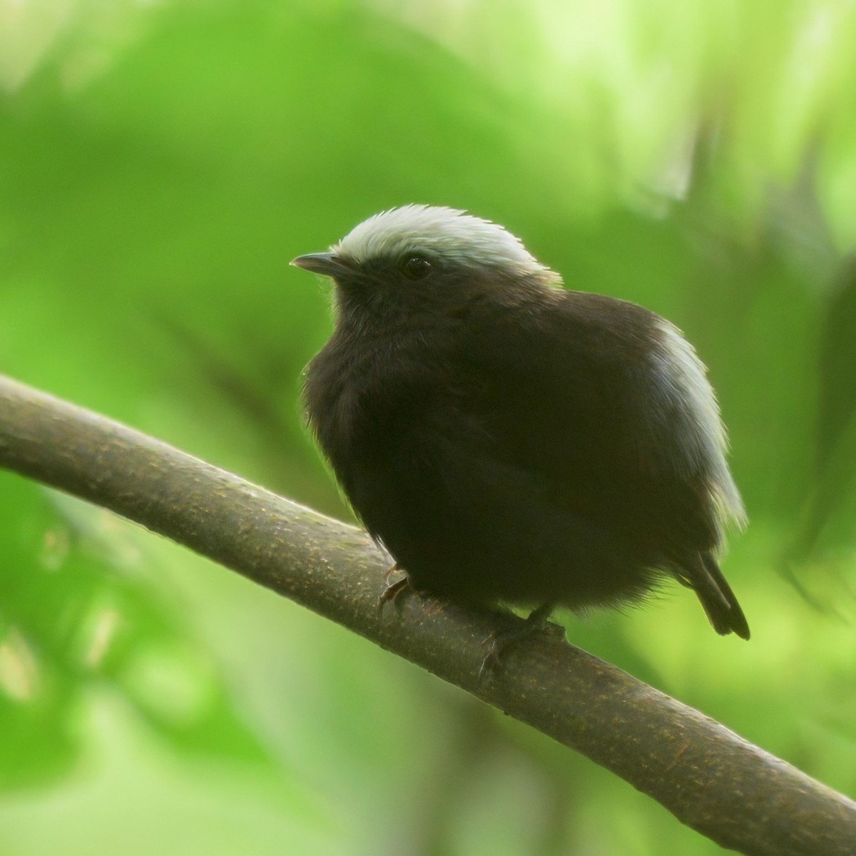 blågumpmanakin - ML640736358