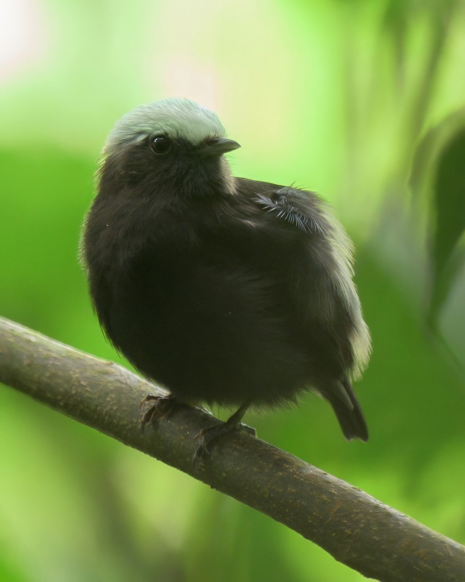 blågumpmanakin - ML640736359