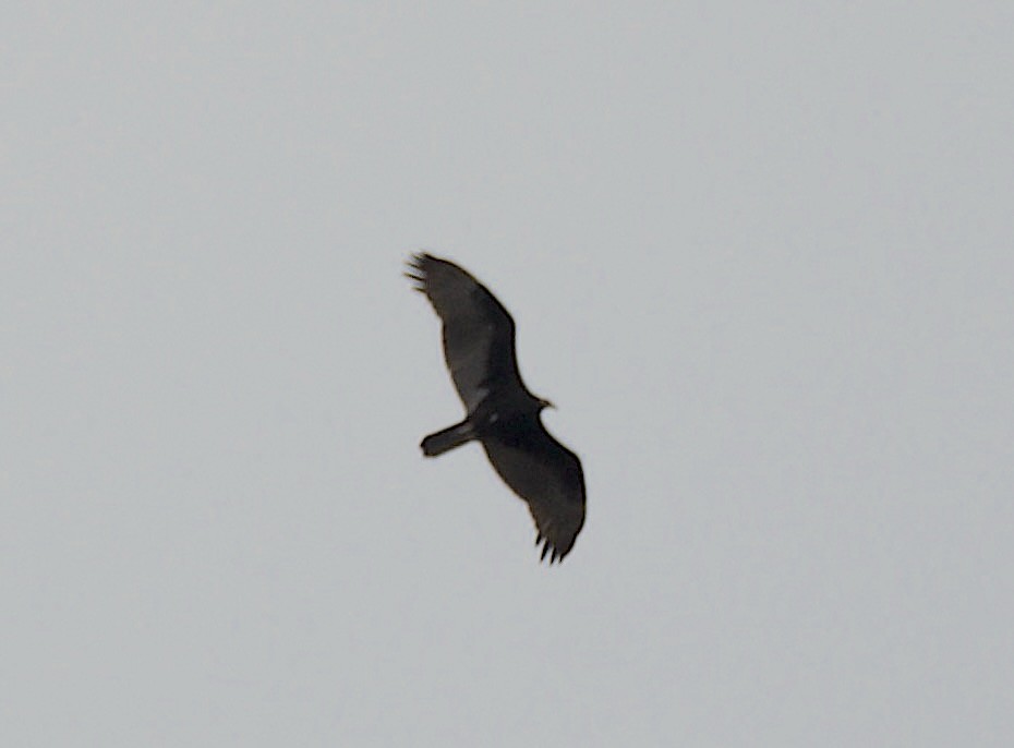 Turkey Vulture - ML640736365