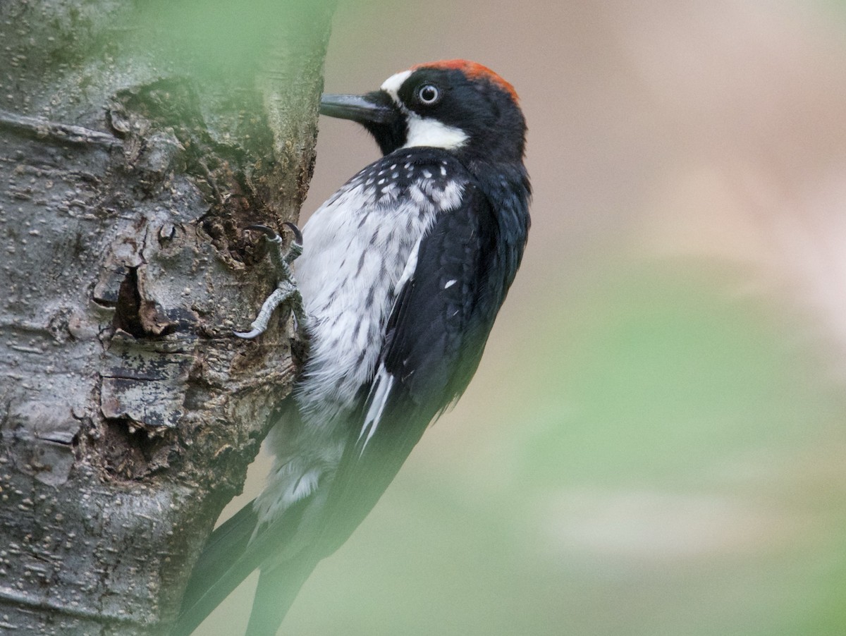 Acorn Woodpecker - ML640736382