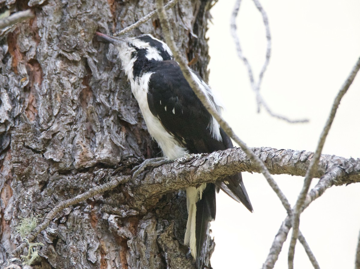 Hairy Woodpecker - ML640736386