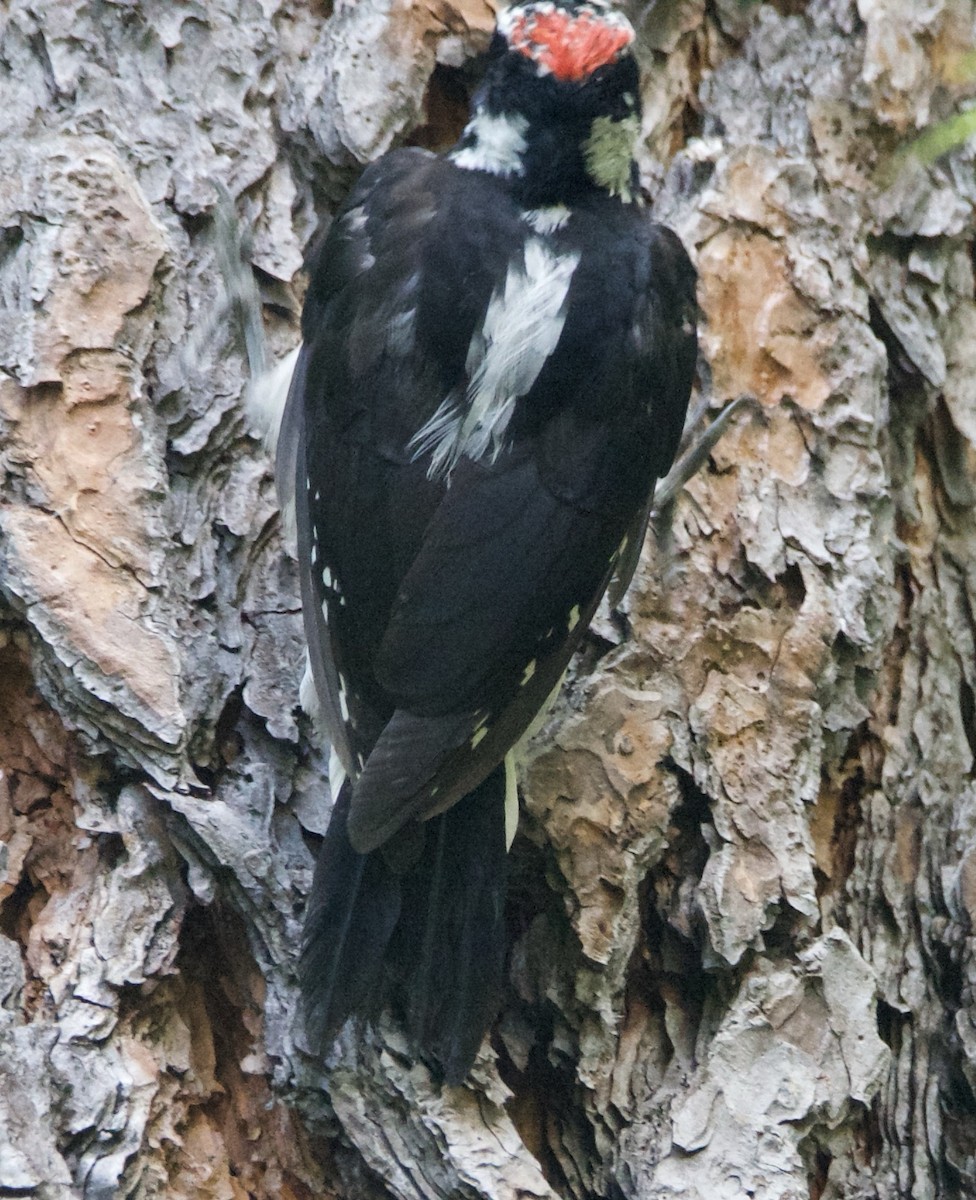 Hairy Woodpecker - ML640736388