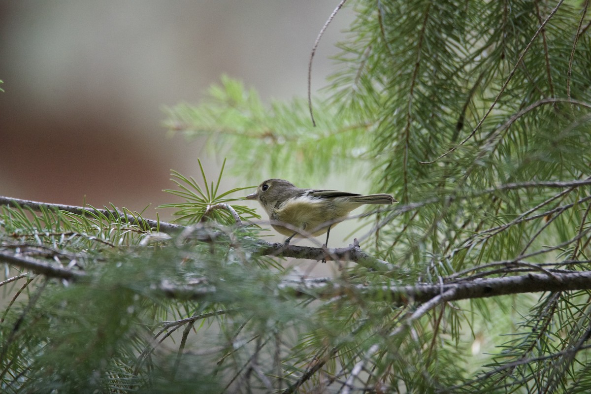 Hutton's Vireo - ML640736400