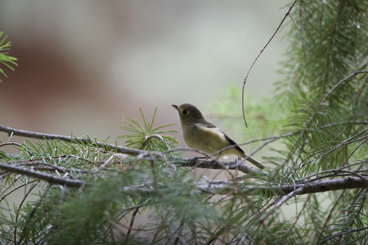 Hutton's Vireo - ML640736402