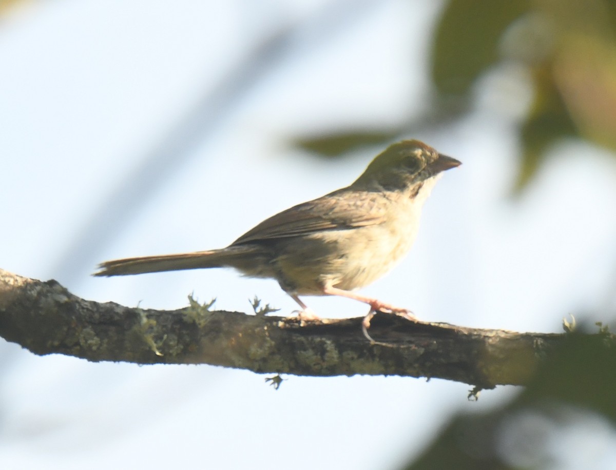 Rufous-crowned Sparrow - ML640736415