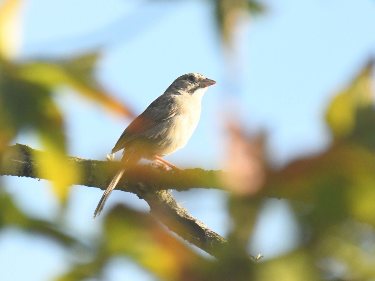 Rufous-crowned Sparrow - ML640736416