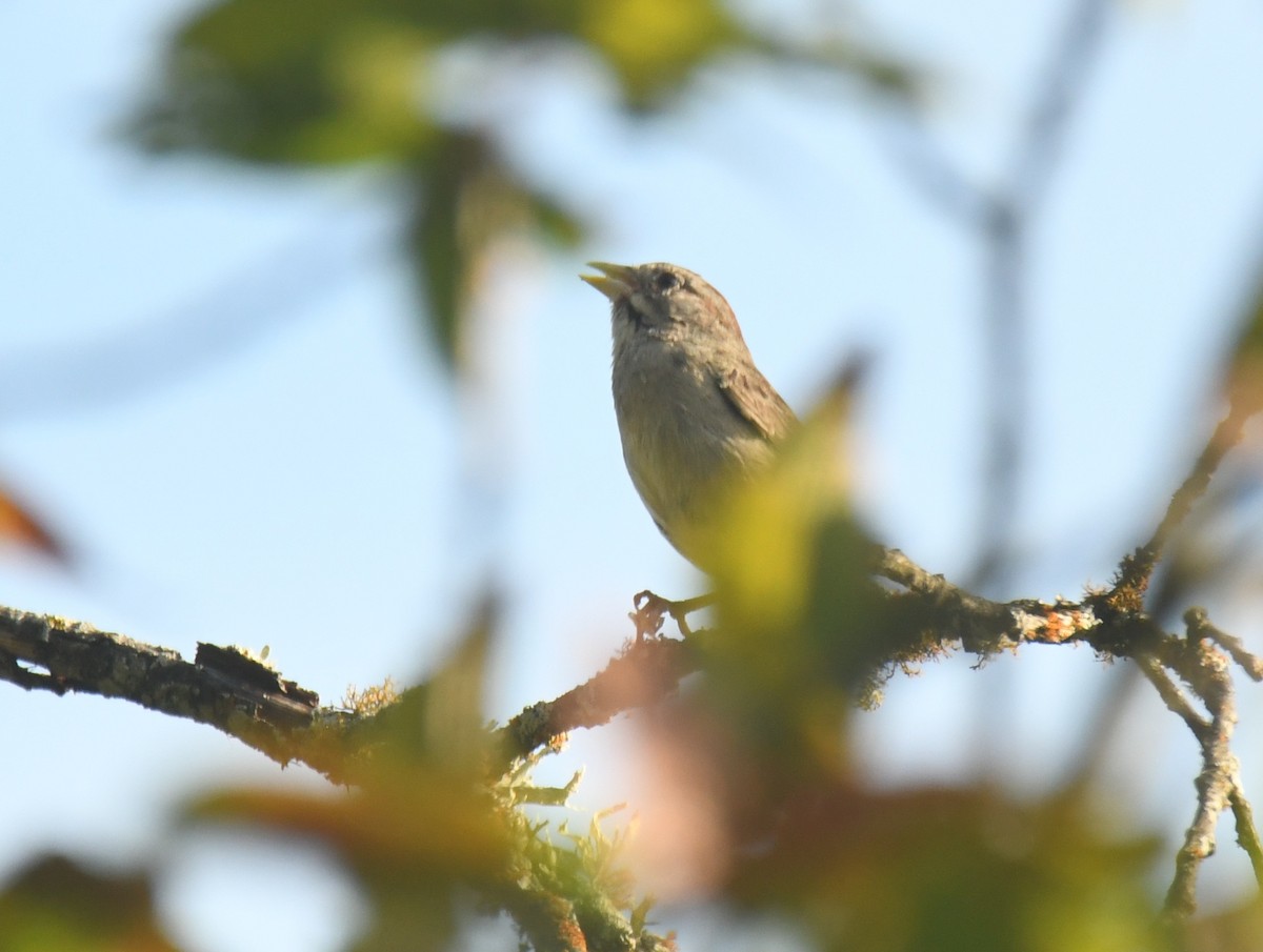 Rufous-crowned Sparrow - ML640736417