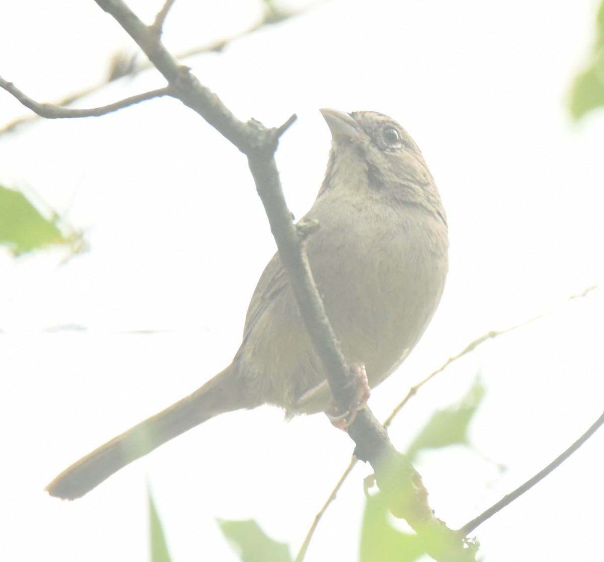 Rufous-crowned Sparrow - ML640736418