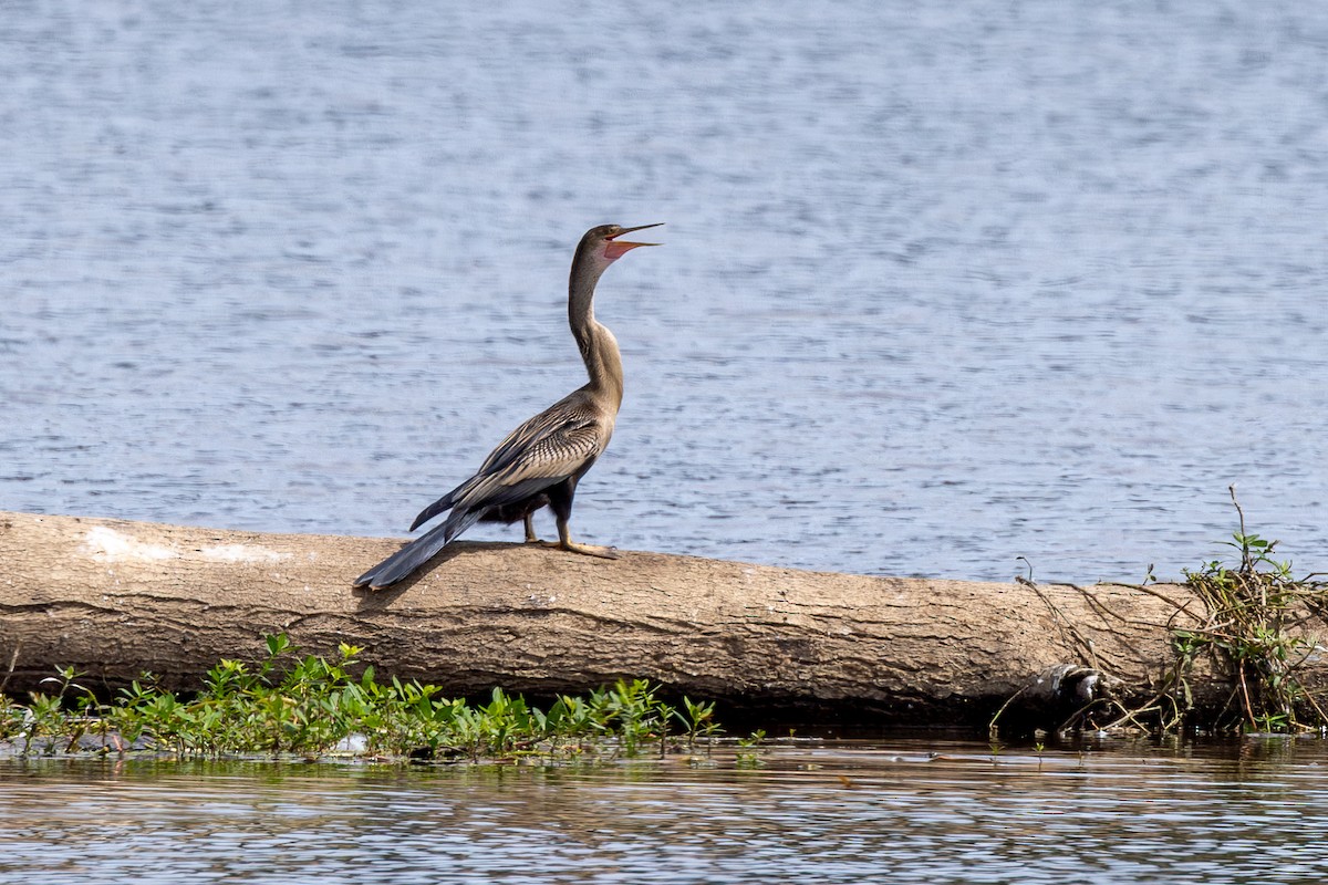 Anhinga - ML640736429