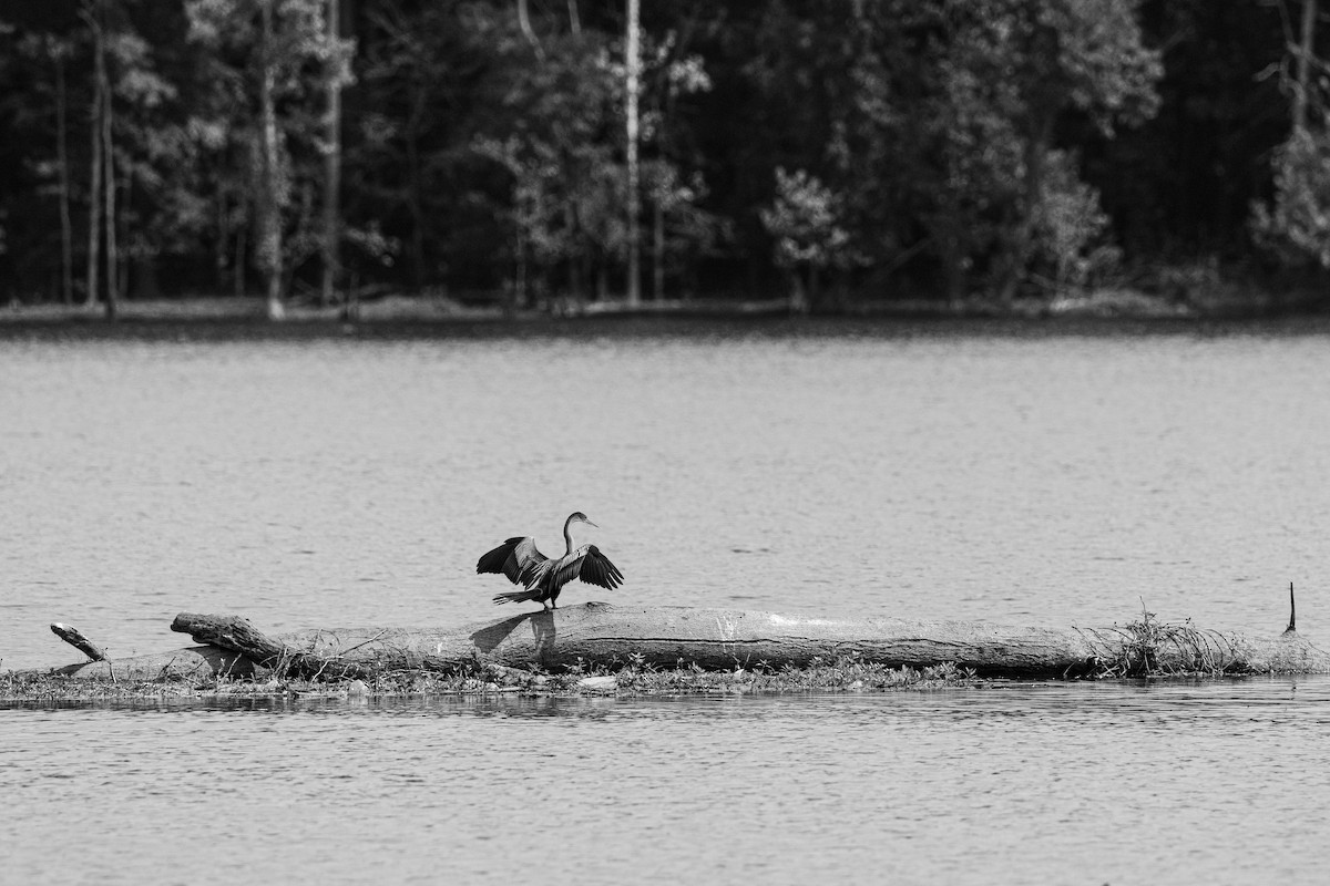 Anhinga - ML640736441