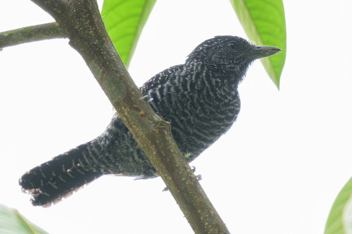 Lined Antshrike - ML640736479