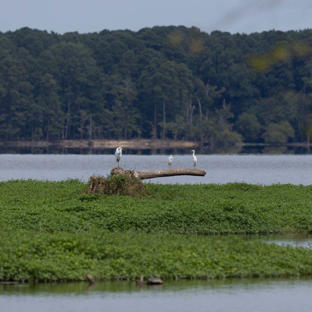 Little Blue Heron - ML640736490