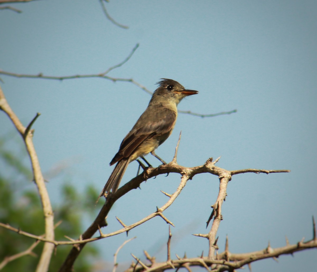 Cuban Pewee - ML640736498