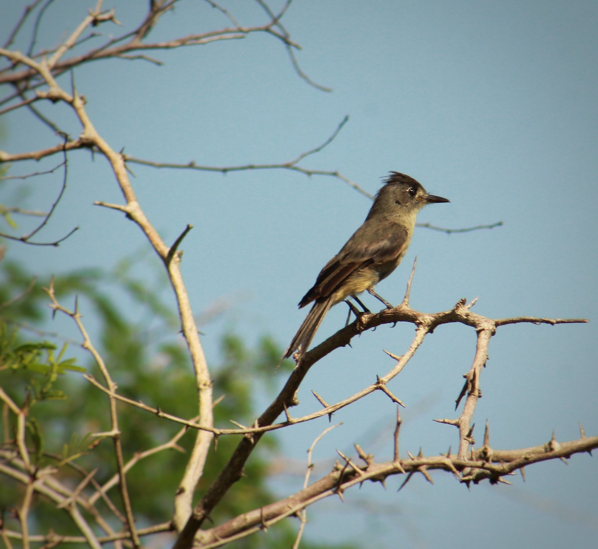 Cuban Pewee - ML640736499