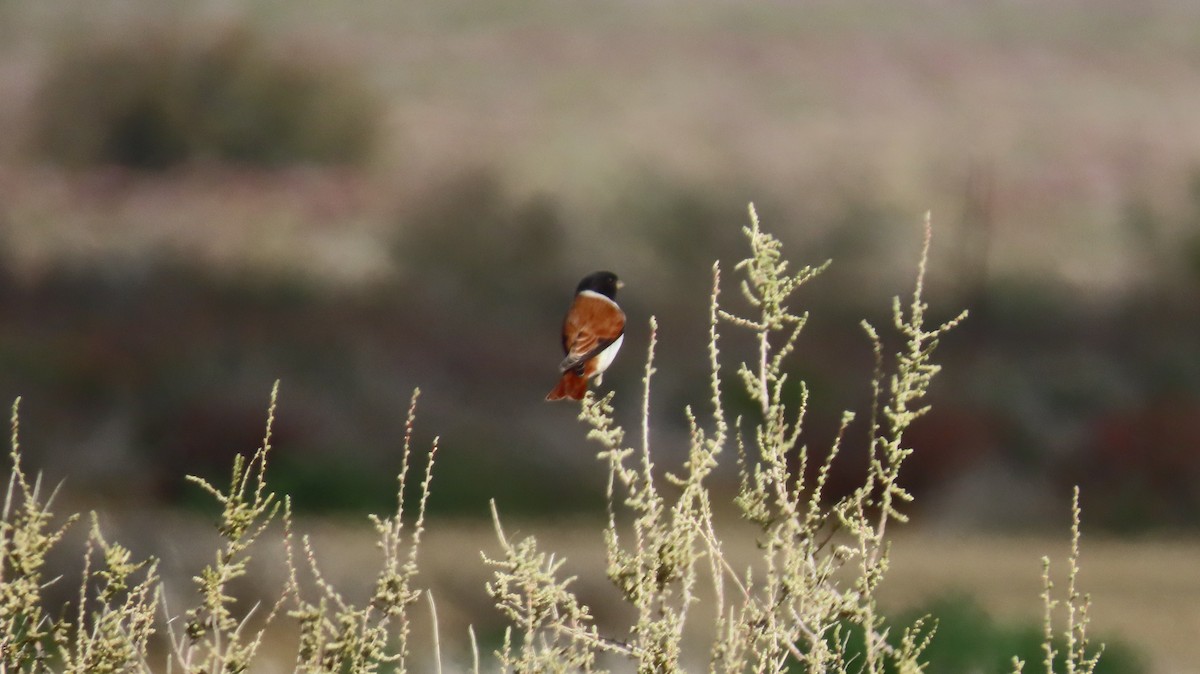 Black-headed Canary (Black-headed) - ML640736501