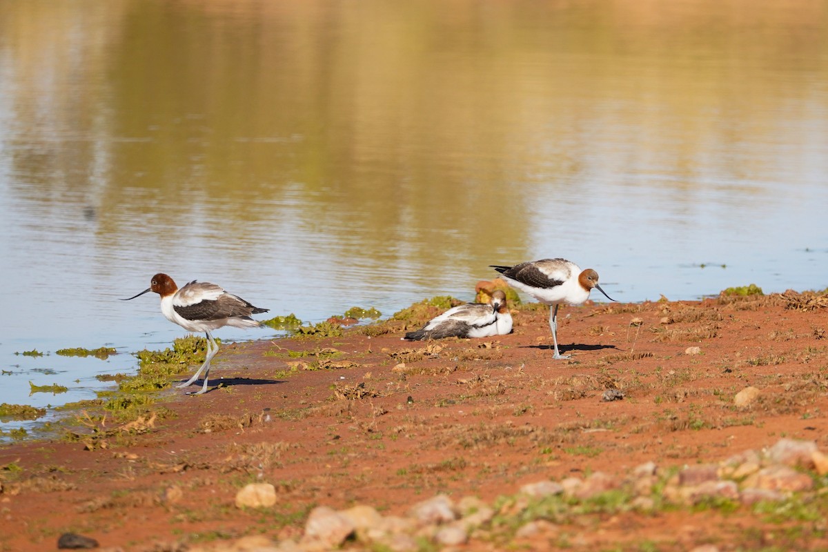 Avocette d'Australie - ML640736503
