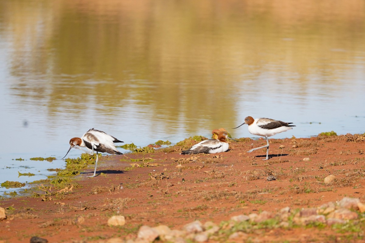 Avocette d'Australie - ML640736504