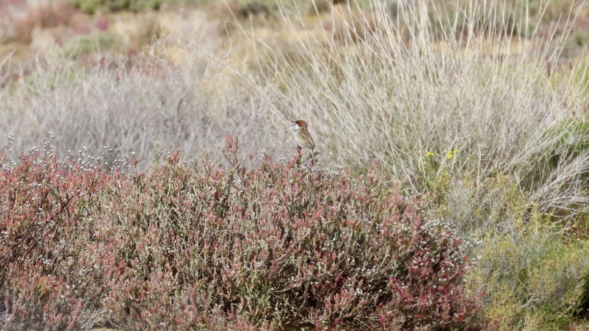 Rufous-eared Warbler - ML640736517