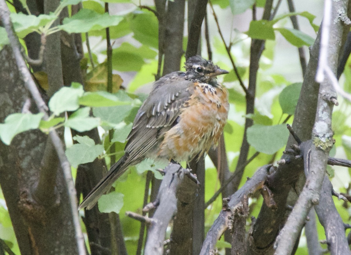 American Robin - ML640736523