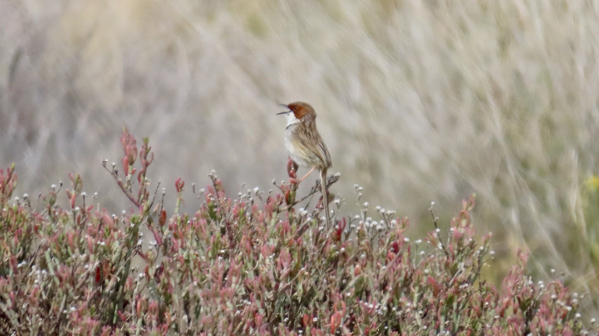 Rufous-eared Warbler - ML640736532