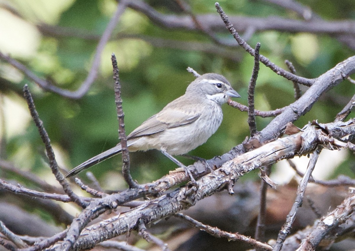 Black-throated Sparrow - ML640736533