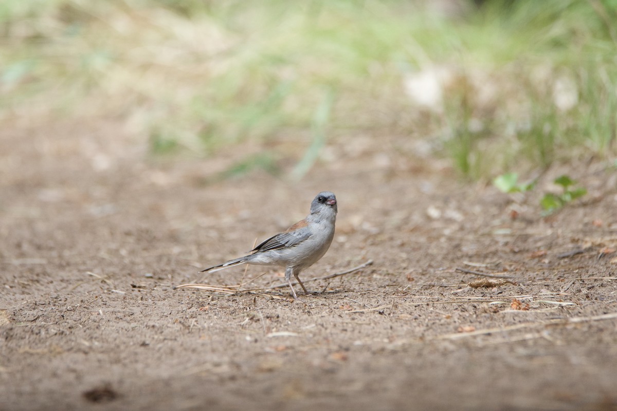 Dark-eyed Junco (Red-backed) - ML640736537