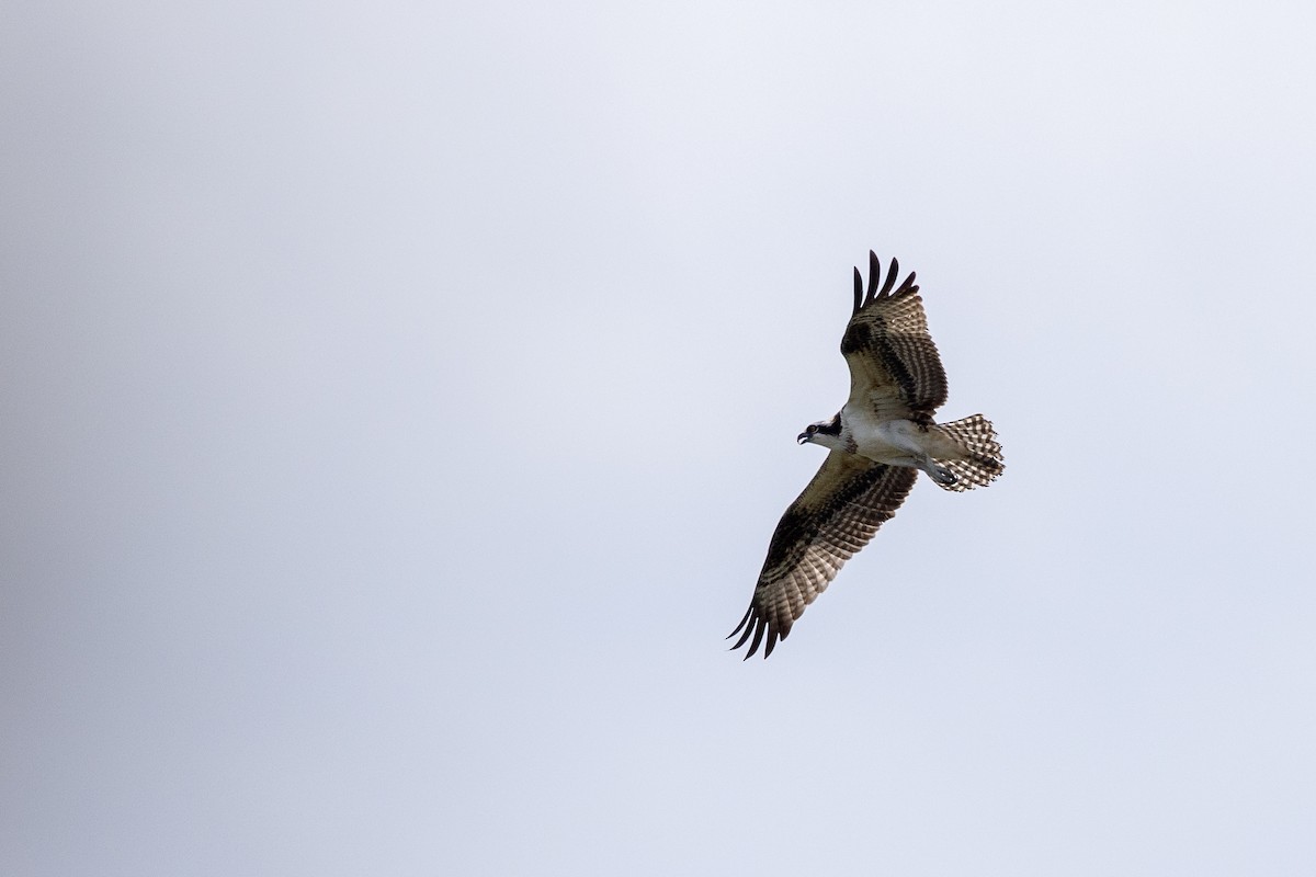 Falco pescatore - ML640736538