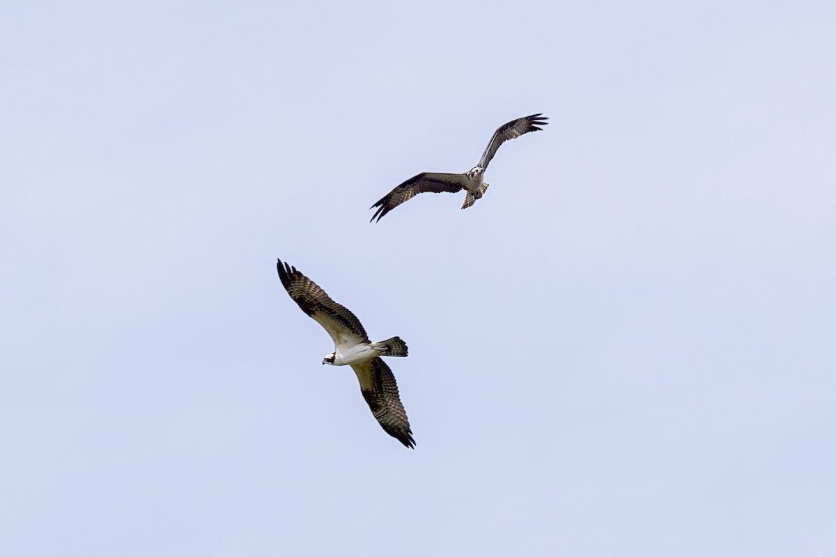 Falco pescatore - ML640736539