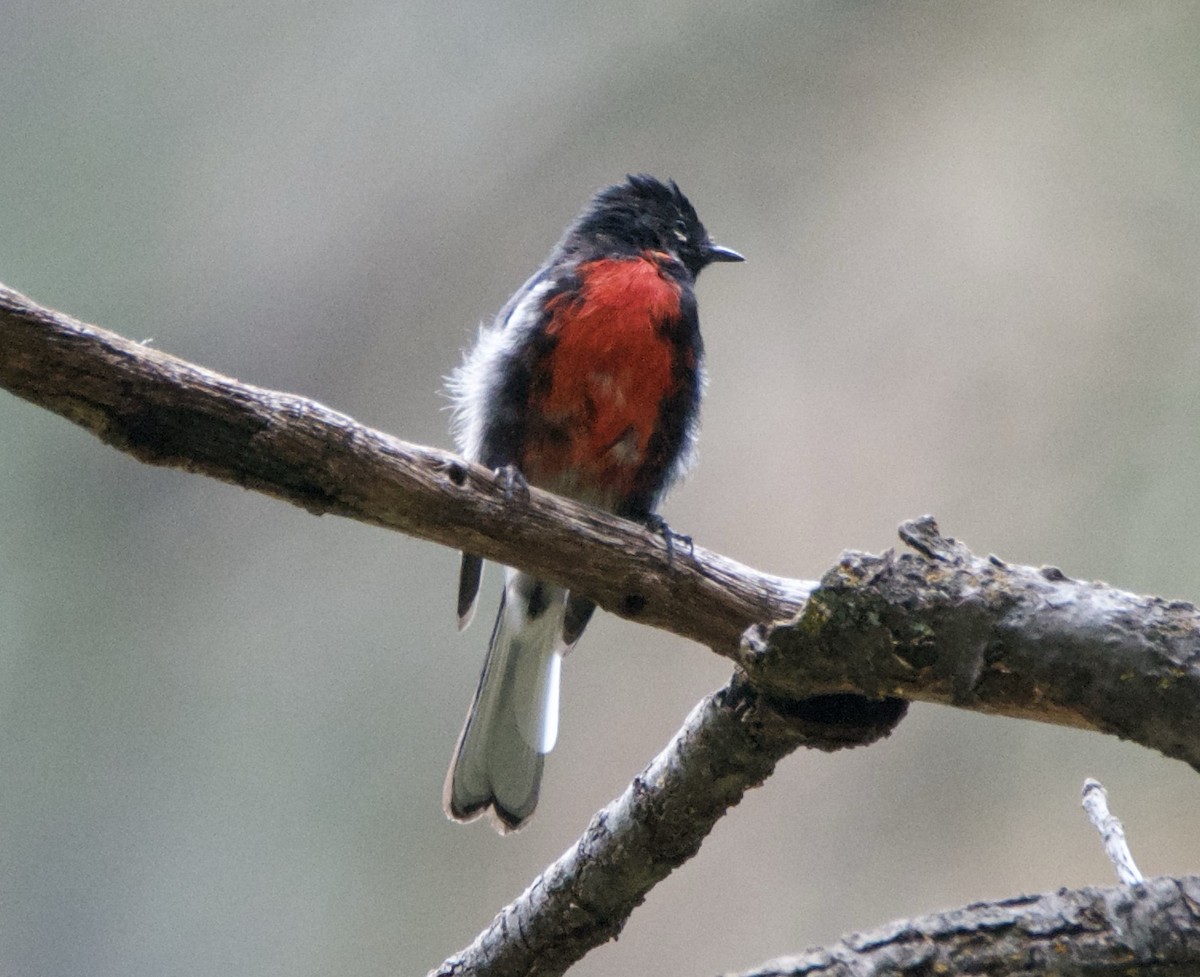 Painted Redstart - ML640736550