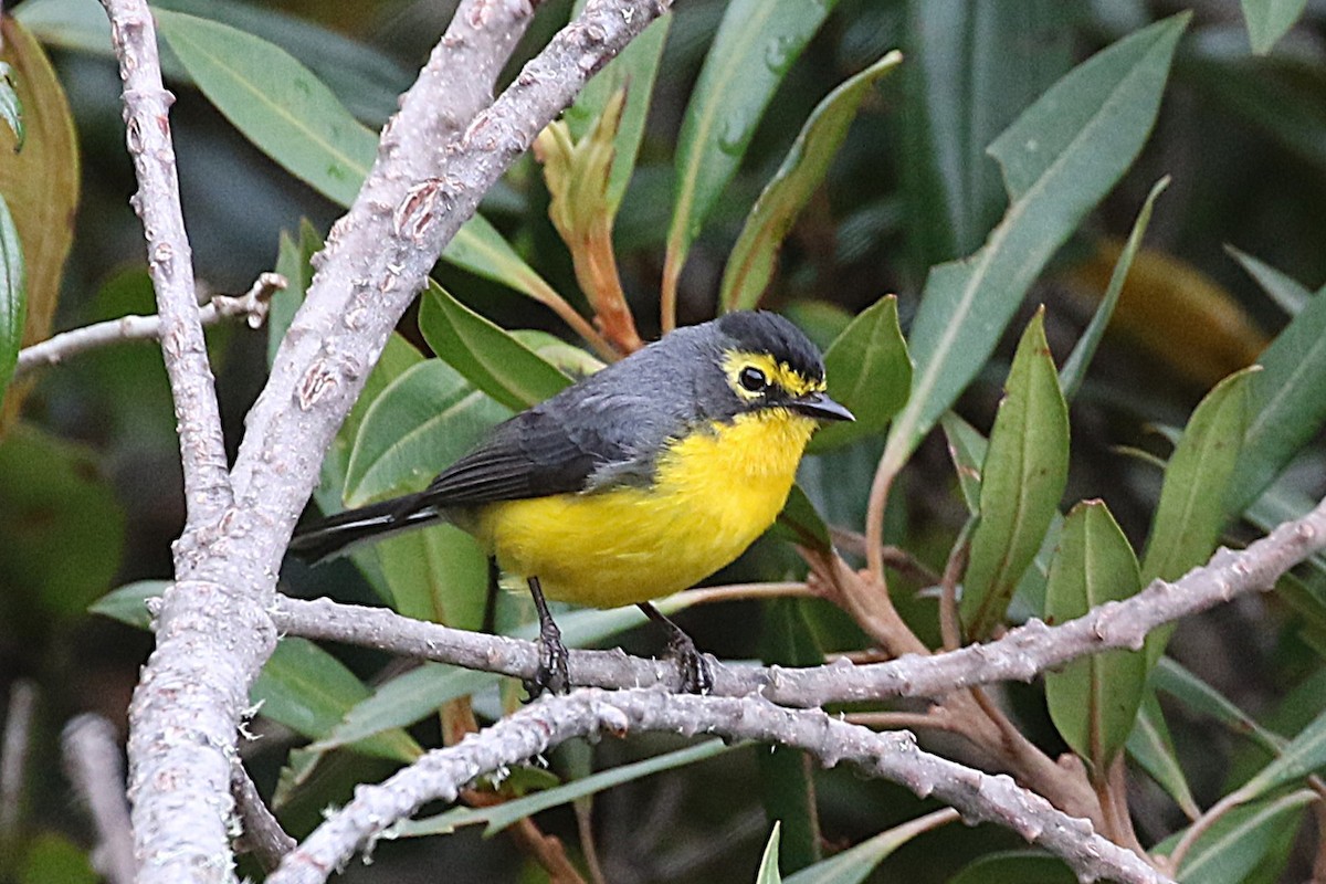 Spectacled Redstart - ML640736557