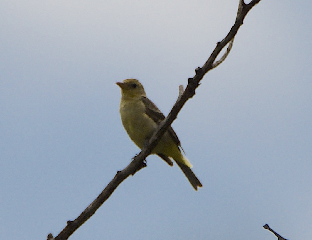 Western Tanager - ML640736558