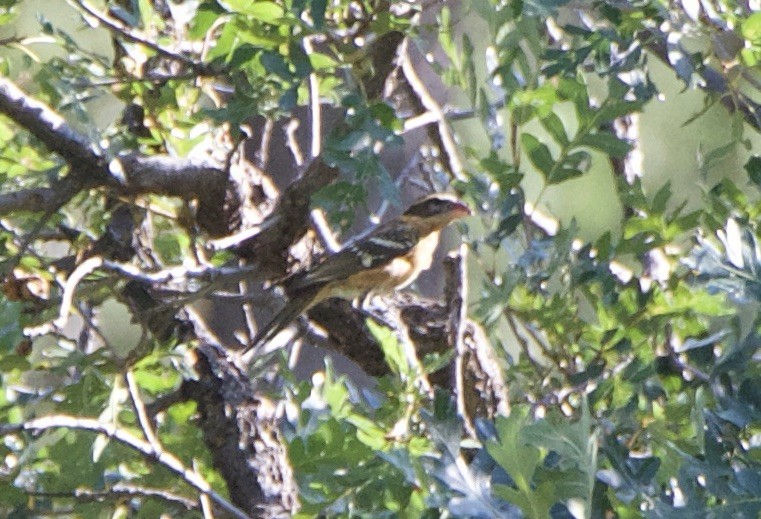 Black-headed Grosbeak - ML640736574