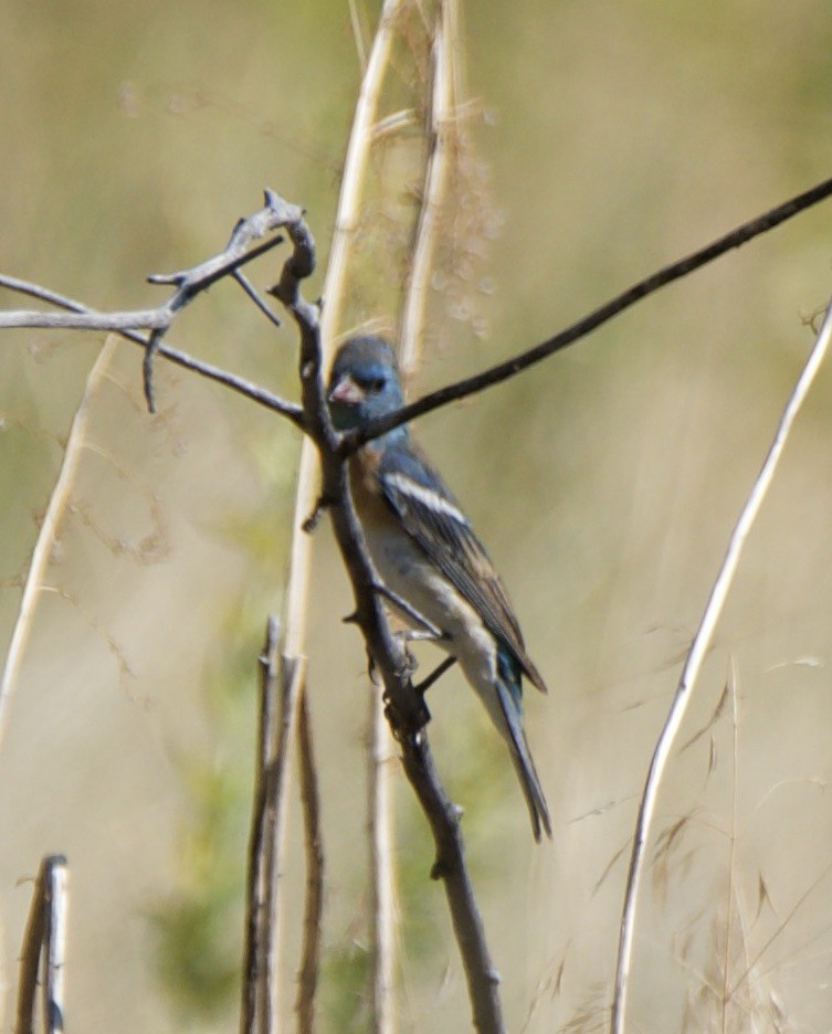 Lazuli Bunting - ML640736580