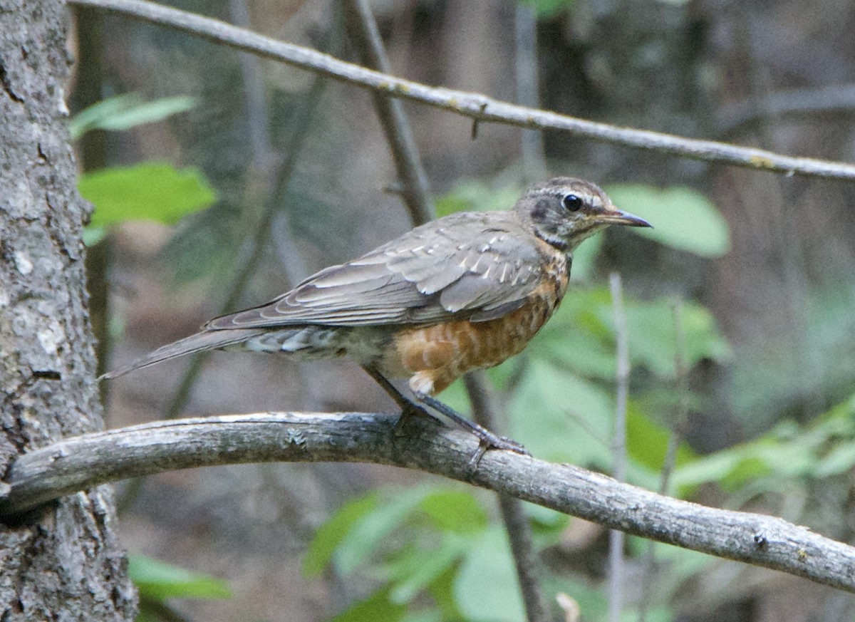 American Robin - ML640736608