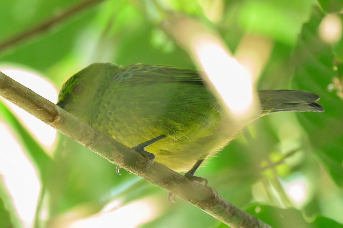Yellow-bellied Tanager - ML640736618