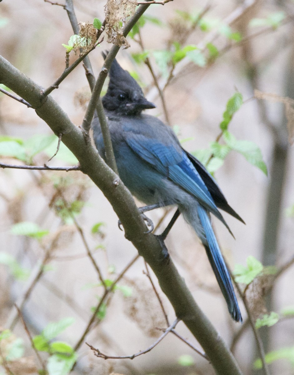 Steller's Jay - ML640736619