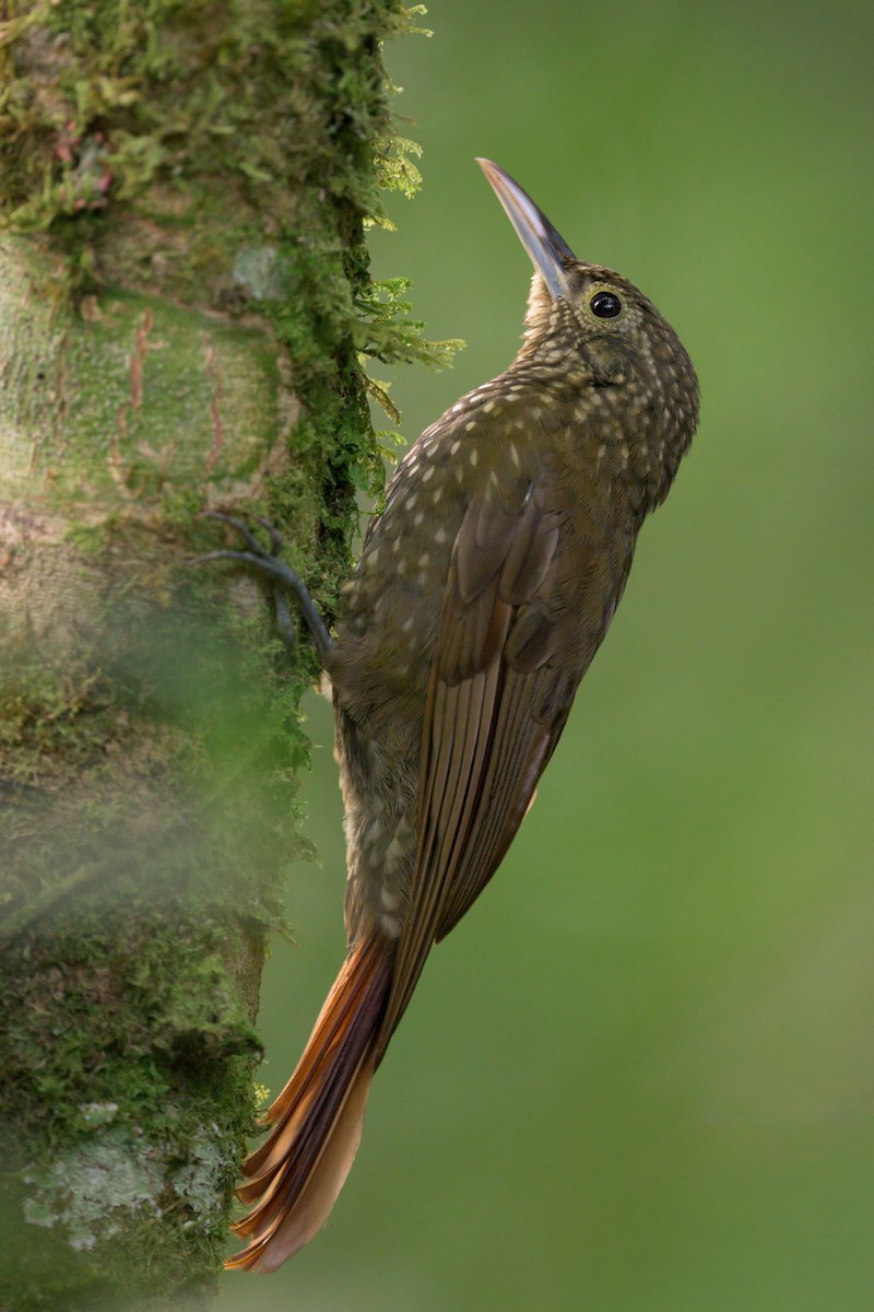 Olive-backed Woodcreeper - ML640736628