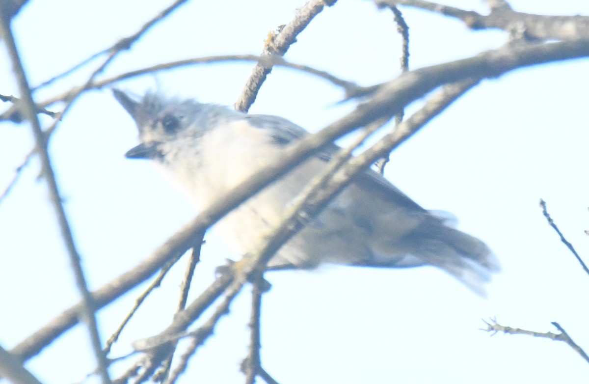 Black-crested Titmouse - ML640736634