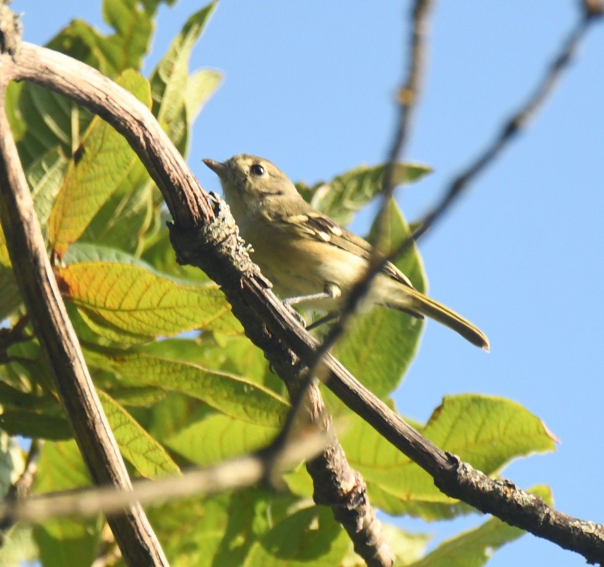 Hutton's Vireo - ML640736635