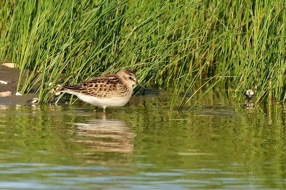 Least Sandpiper - ML640736637