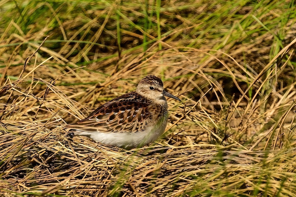Least Sandpiper - ML640736638