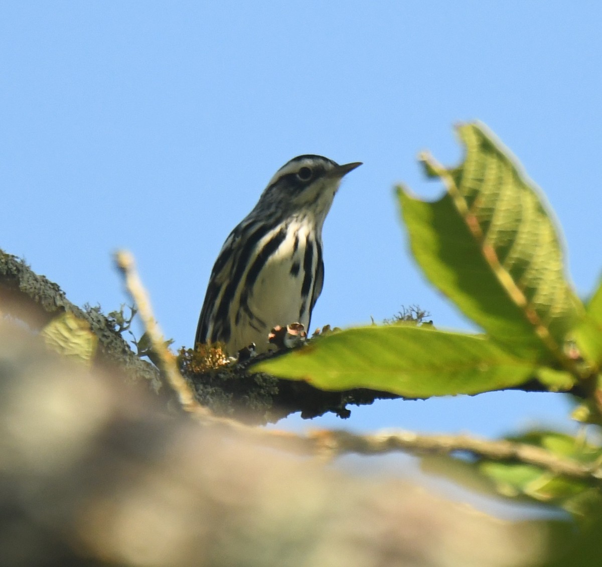 Black-and-white Warbler - ML640736641