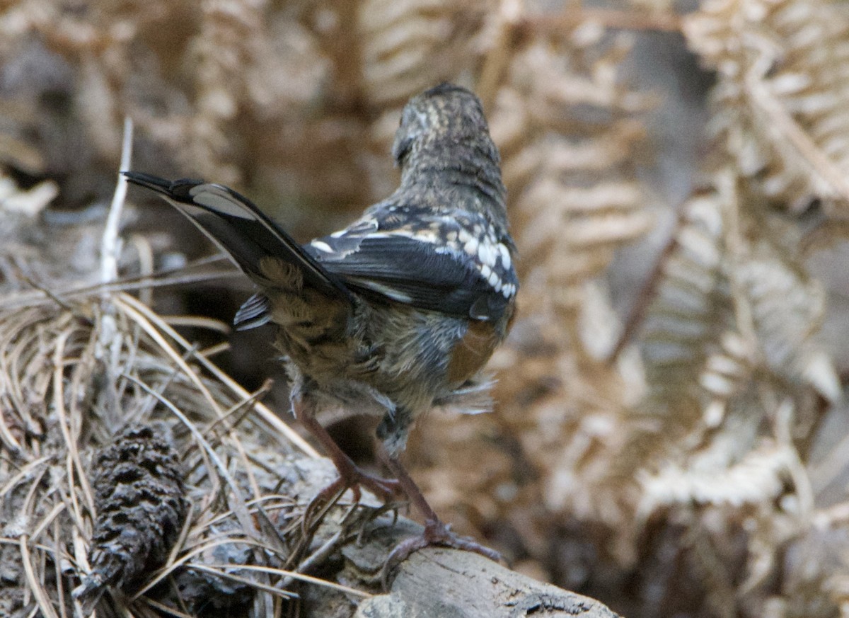 Spotted Towhee - ML640736651