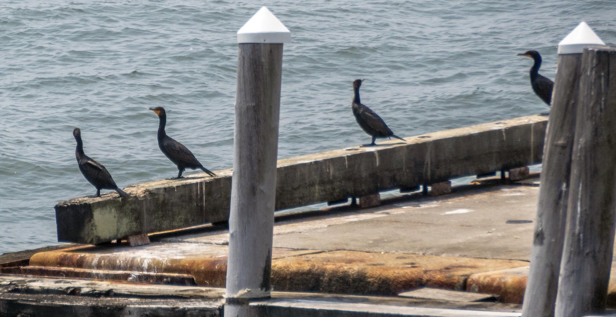 Double-crested Cormorant - ML640736691