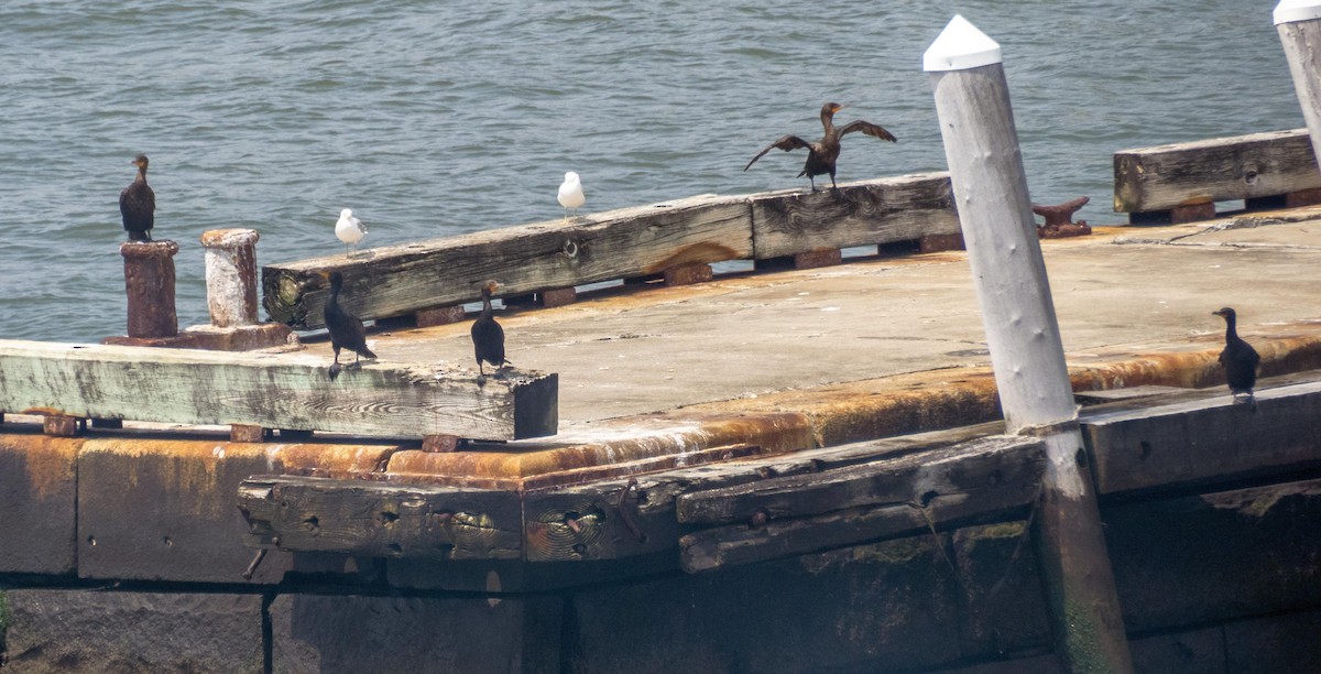 Double-crested Cormorant - ML640736692