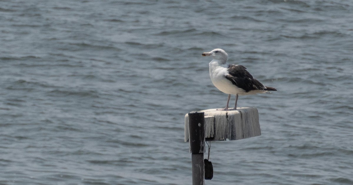 Great Black-backed Gull - ML640736712