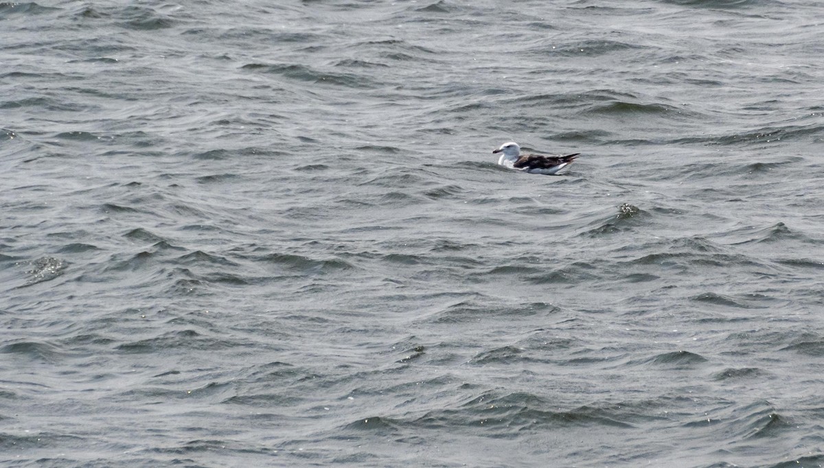 Great Black-backed Gull - ML640736714