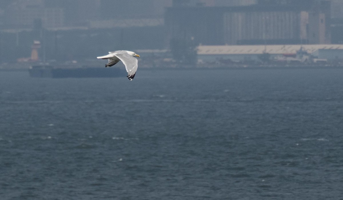 American Herring Gull - ML640736720