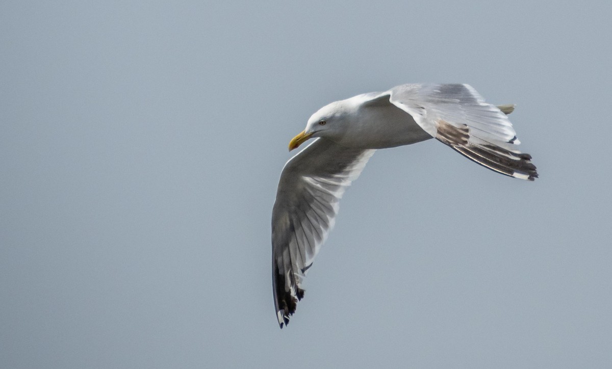 American Herring Gull - ML640736721