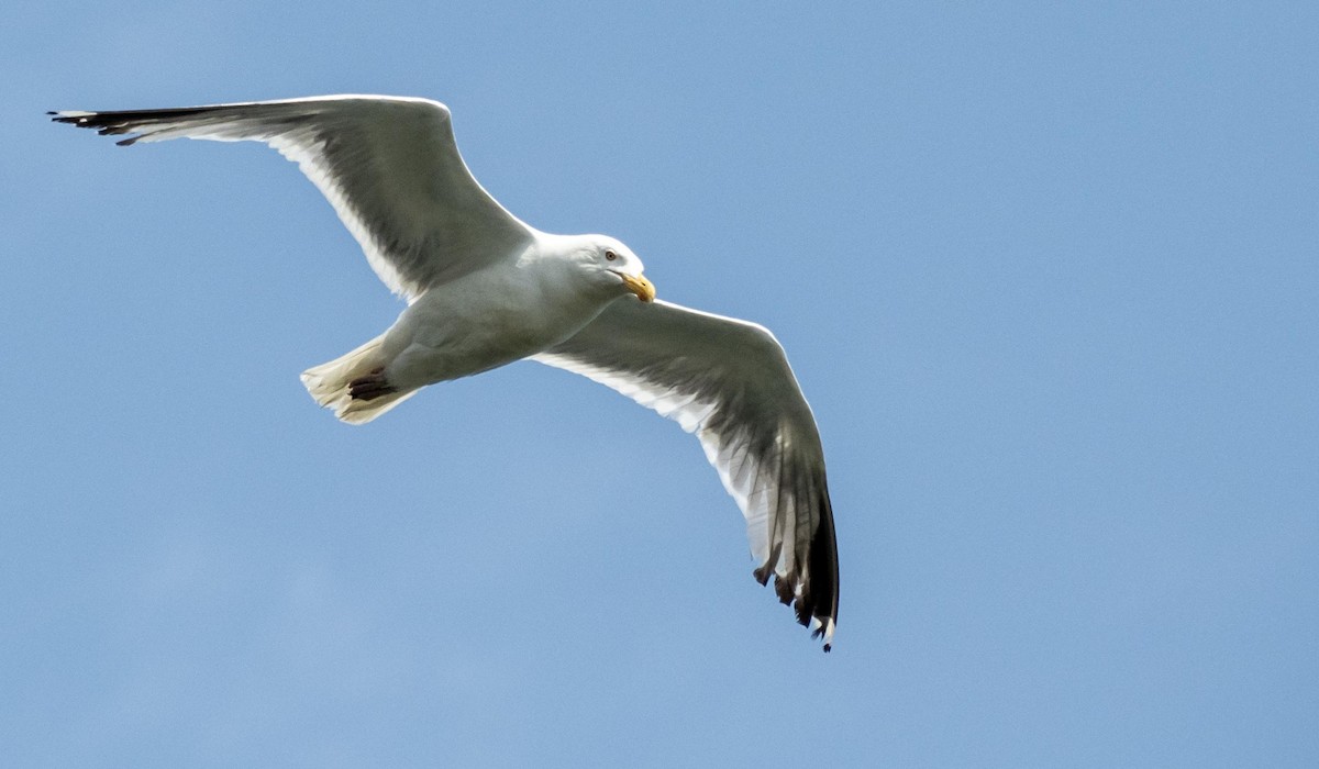 American Herring Gull - ML640736722